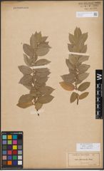 Foto von Salix cordata Michx.